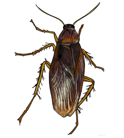 americancockroach