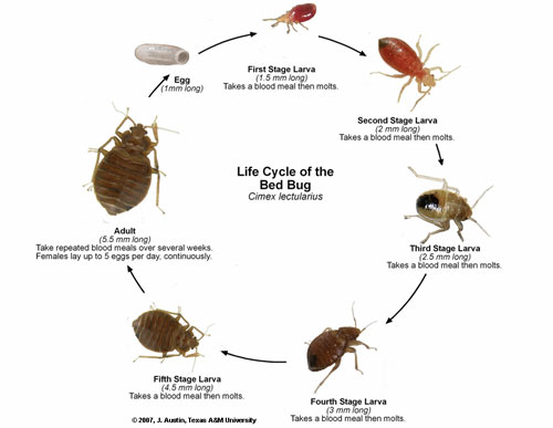 bblifecycle