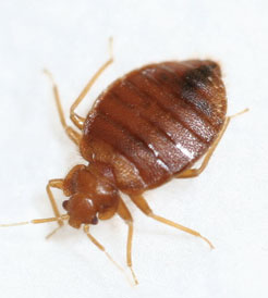 bedbugs