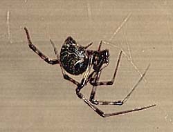 house_spider