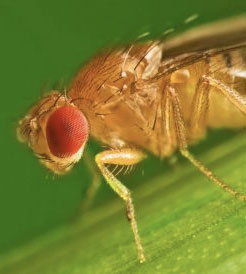 pests_fruitfly