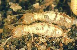 subterranean_termites